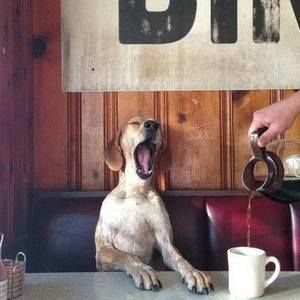 Meet your Posher, Renee